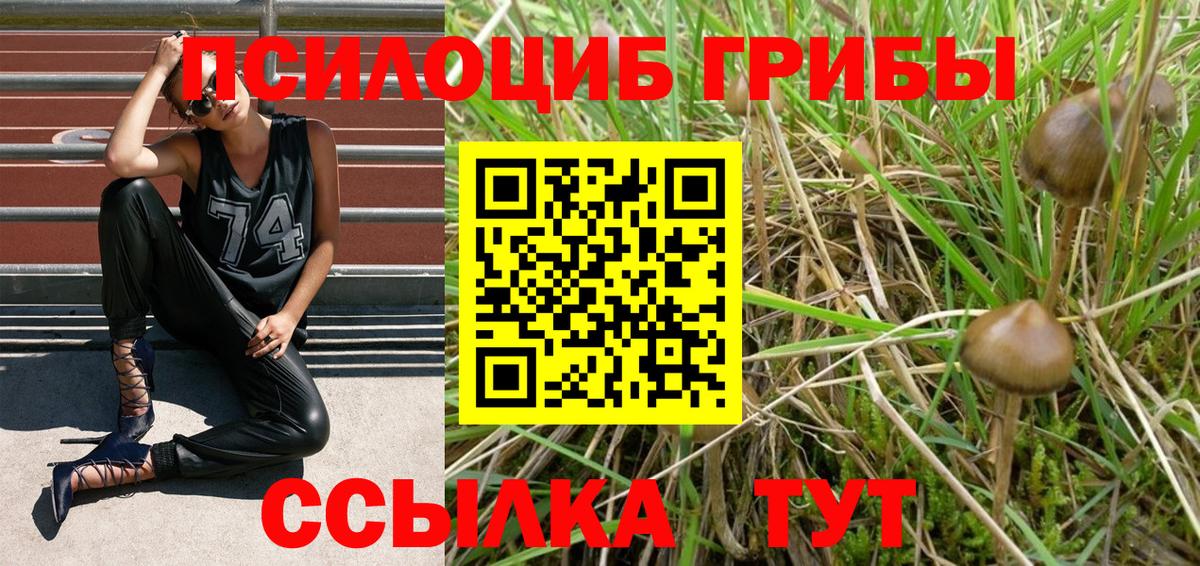 Псилоцибиновые грибы Psilocybine cubensis Усть-Кут